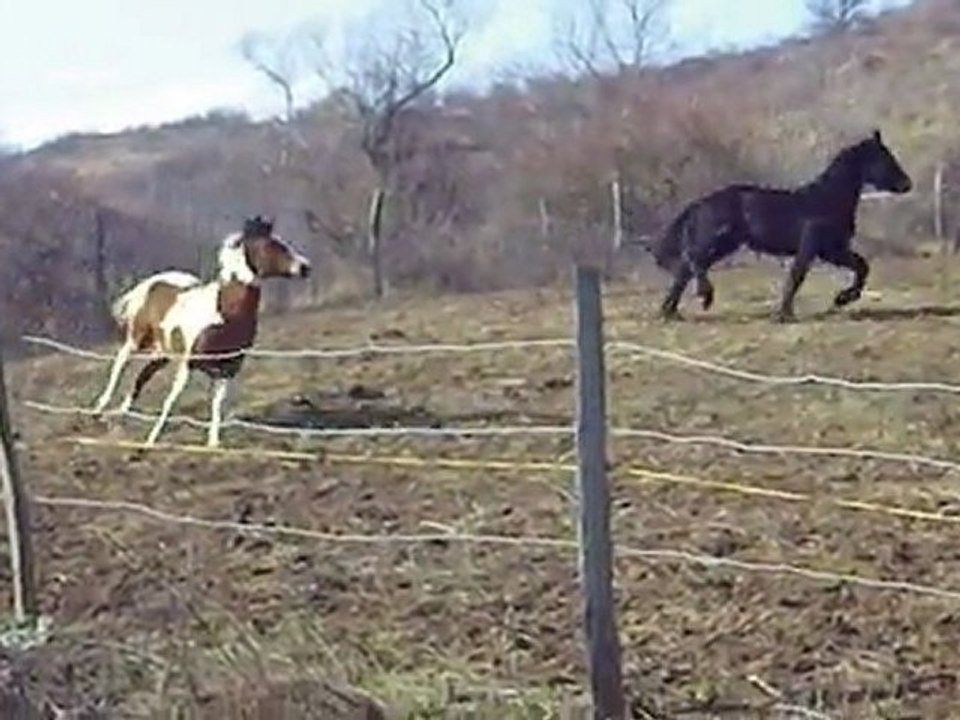 frison , pinto , dechainées !!!!!!