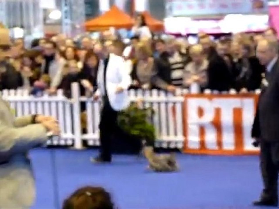 CHAMPION CERRUTY DU PUY DORE CONCOURS AGRICOLE 2012 PROPRIETAIRE ELEVAGE DE LA MAGNITUDE D'ALTAÏR