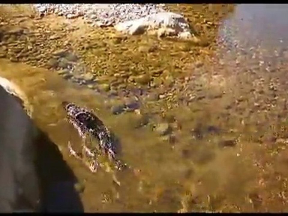 Bretzel dans la rivière Villeneuve loubet village 10 08 2011 / my pet mink swim