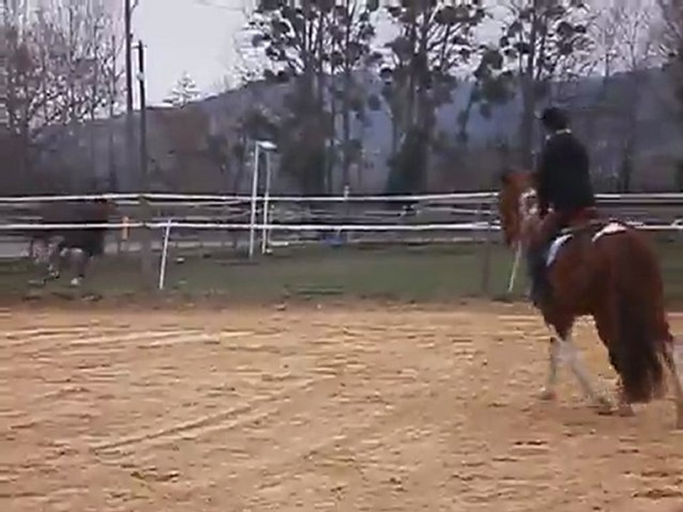 prince au trot