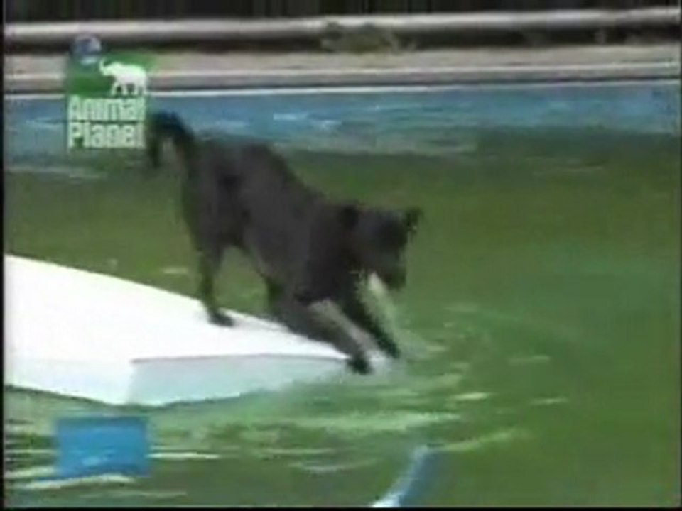 303.- I'm_not_jumping_in  (B)