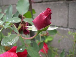 hayri sahin üzdünüz beni yıllar