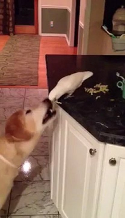 Bird feeds Dog with noodles