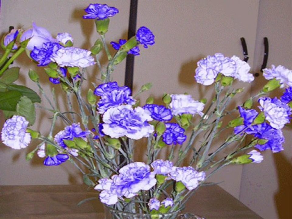 Kıvrcık ali(Bir selam sal sabah olsun)