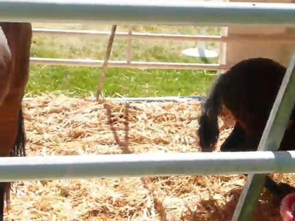 2011 : ALAMEDA COUNTY FAIR - 015