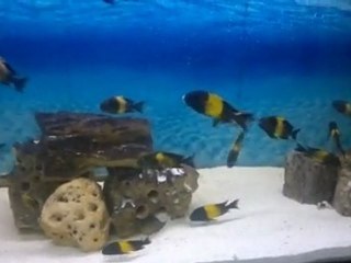 Sp. Black Kriza tankım