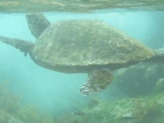 Tortue verte , baie de Atalaia , Fernando do Noronha, Brésil