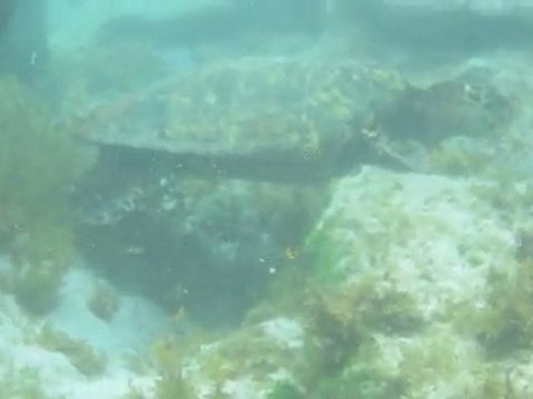 Tortue verte , baie de Atalaia , Fernando do Noronha, Brésil 2
