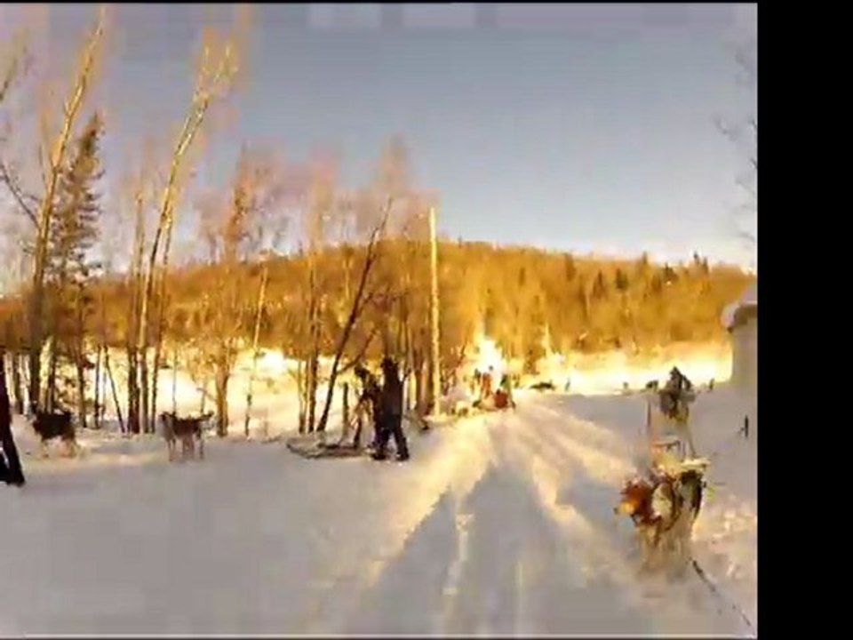 balade en chiens de traineaux