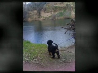 Dog Sitting | El Dorado Hills  95762| 916-802-6923