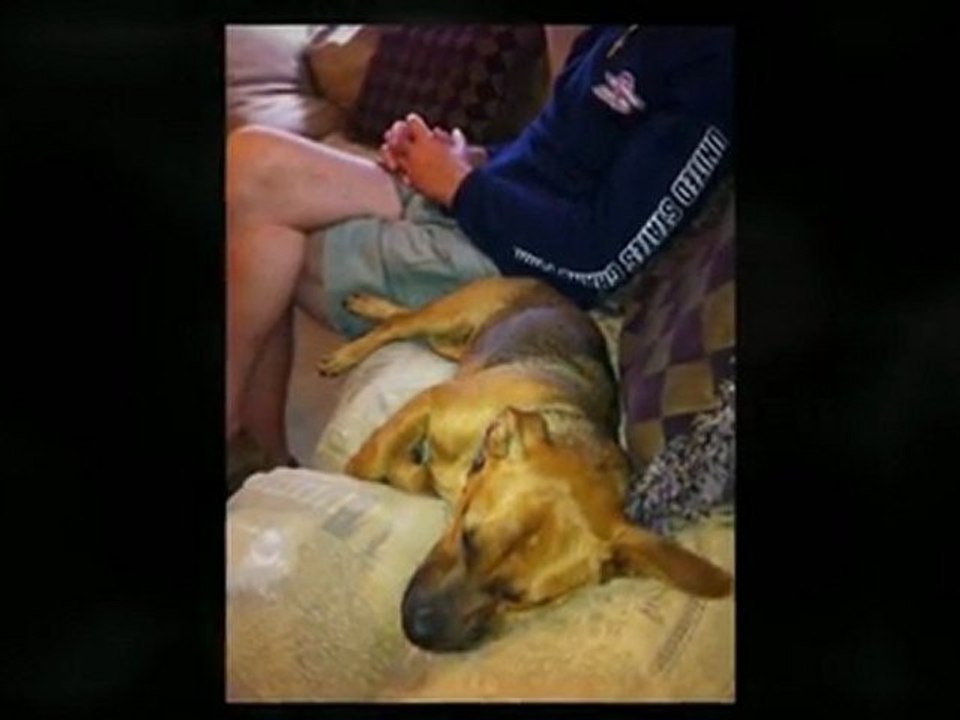 Dog Sitting | El Dorado Hills  Dog Sitter | 916-802-6923