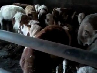 Kayalar Danişmanlik Tanıtım Videosu-1