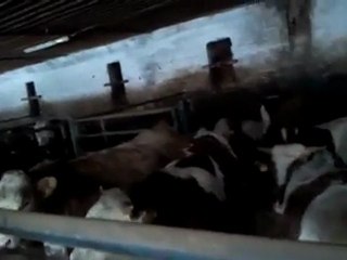 Kayalar Danişmanlik Tanıtım Videosu-2