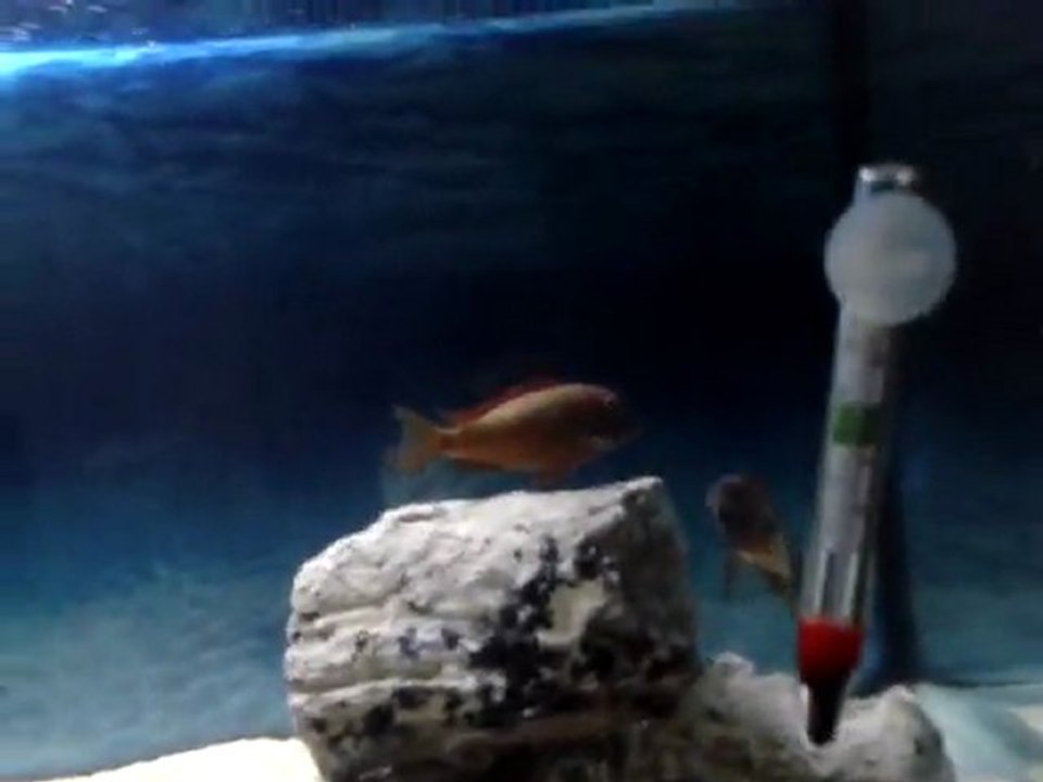 tropheus