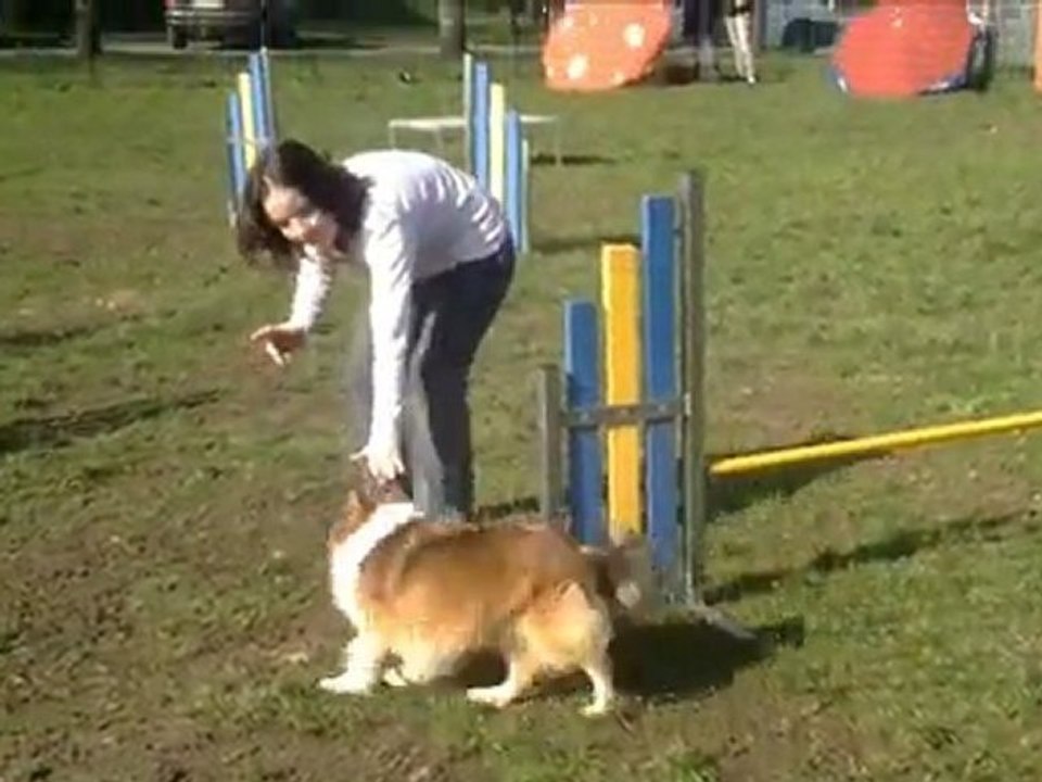 Cours agility des jeunes du 29 février 2012