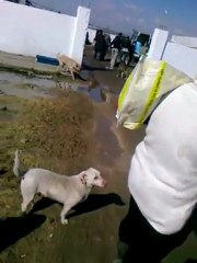 Pendik belediyesine helal olsun köpeklere yardım yapıyorlar