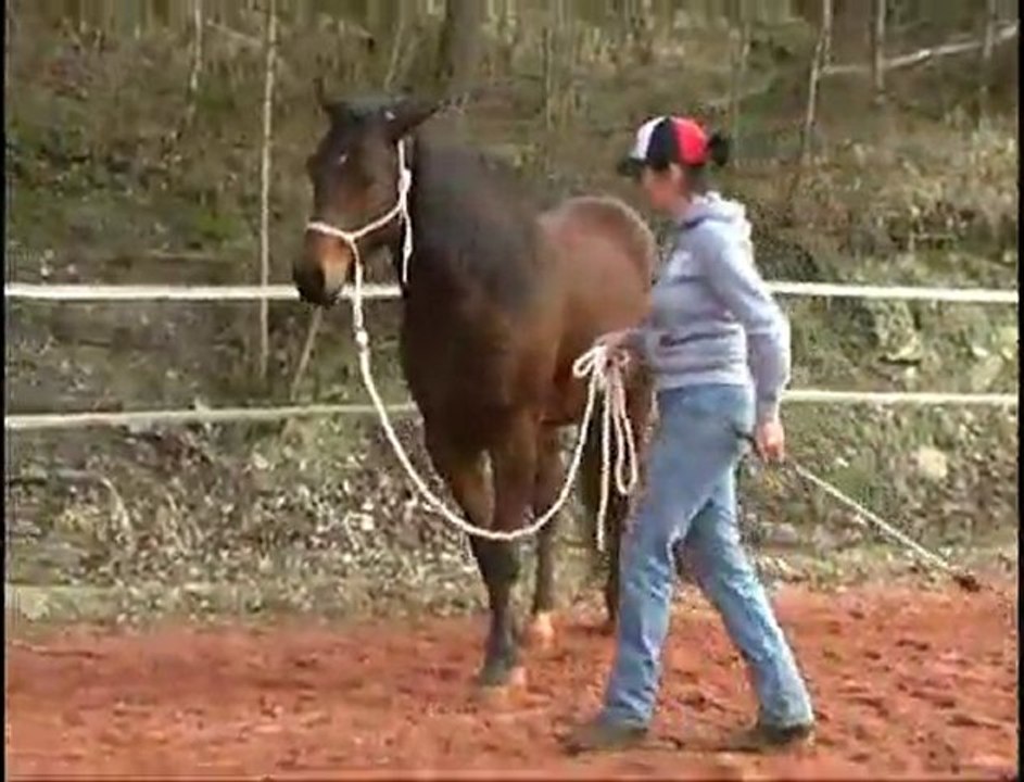 Browny, en pleine séance des  bases du travail éthologique  à pied.