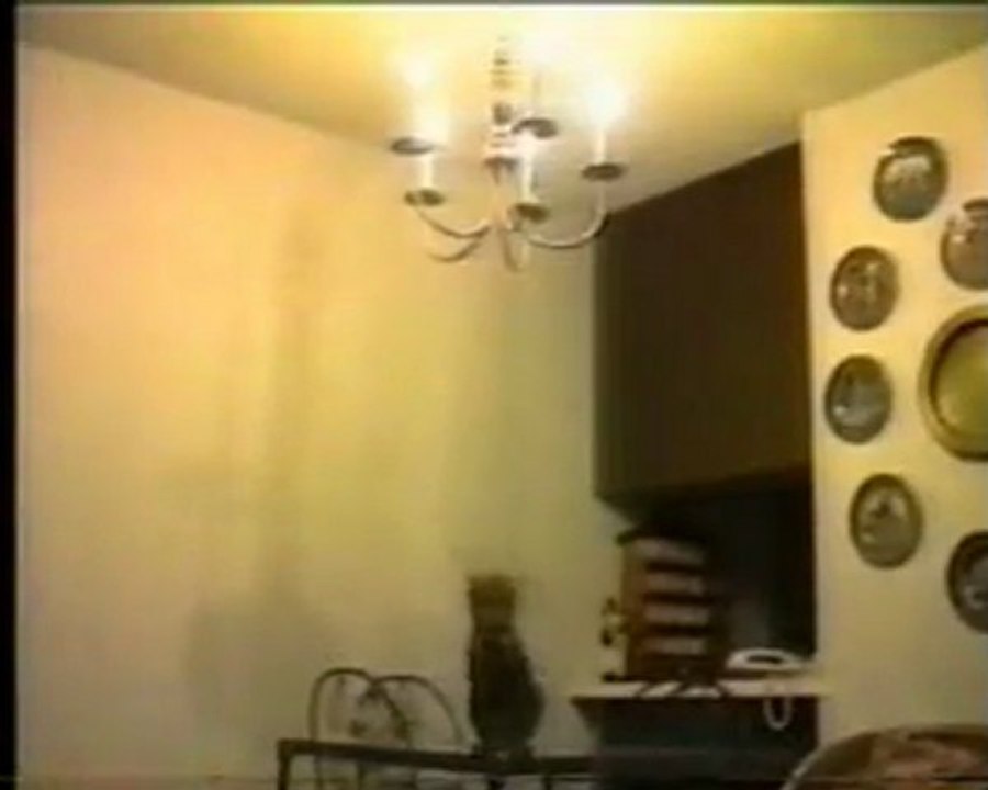 funny_cats