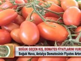 SOĞUK GEÇEN KIŞ DOMATES FİYATLARINI VURDU 05.03.2012