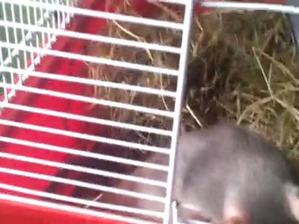 maman et bb