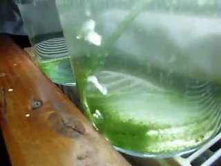 spirulina platensis (artemia büyütme planktonu)