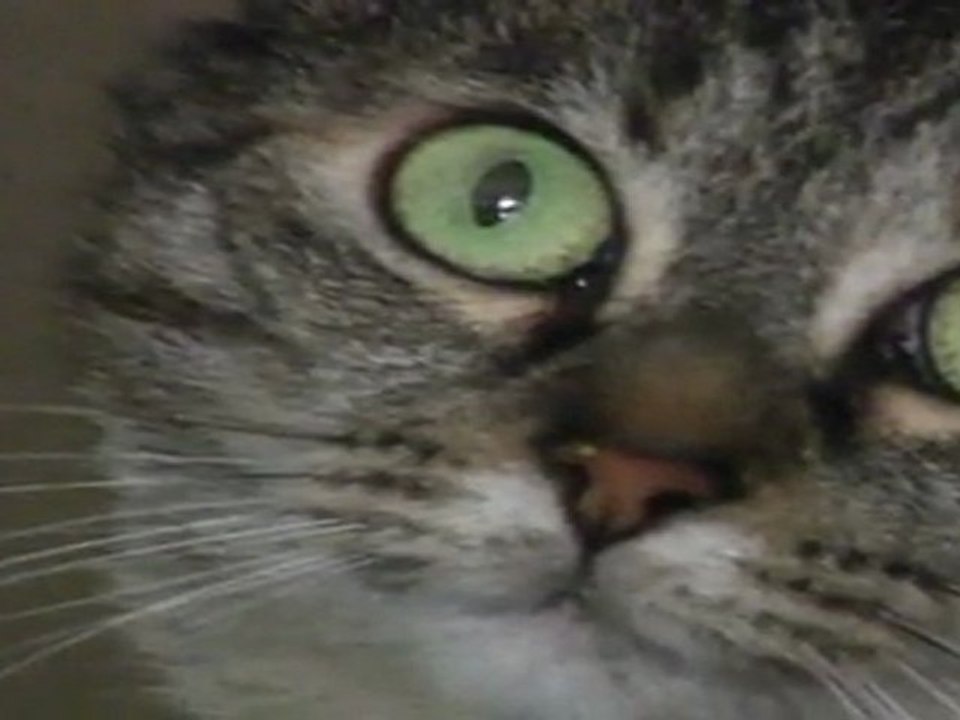 Chipie dimanche 4 mars 2012