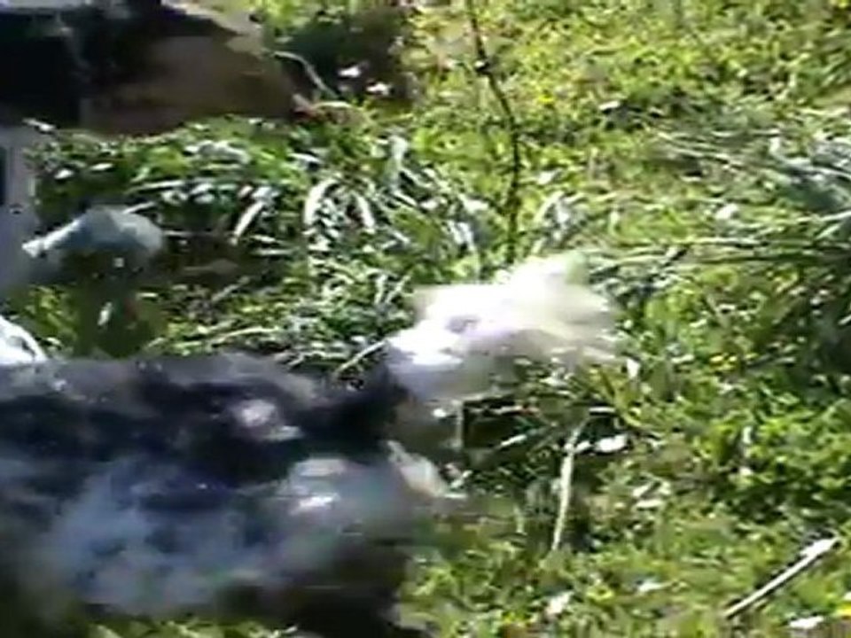 sülün ferma cici arno