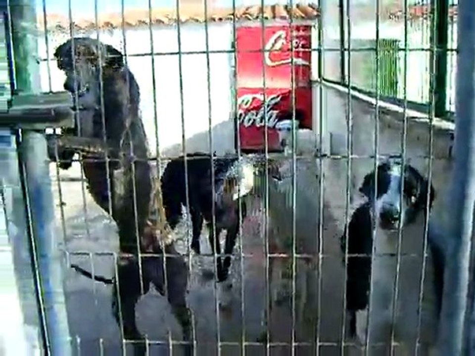 Video box des galgos