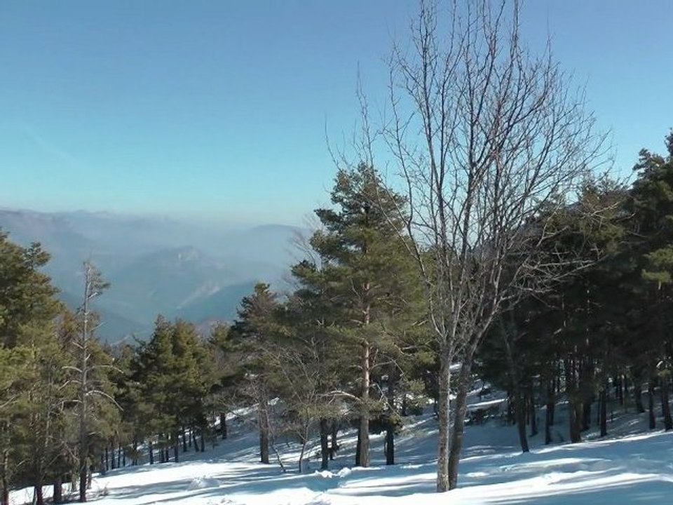 Promenades pour chiens Nice