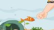 Nursery Rhymes (Hindi) - Machali Jal Ki Rani (Fish the Queen of The Ocean) - Kids