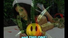 Where to Find Marijuana Seeds 8