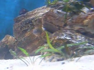 İlangi yavrularının gelişimi.