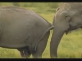 Homosexuelle Tiere - Doku Film DVD Video Wiki Homosexualität Tierreich Affen Sex Lust Forschung