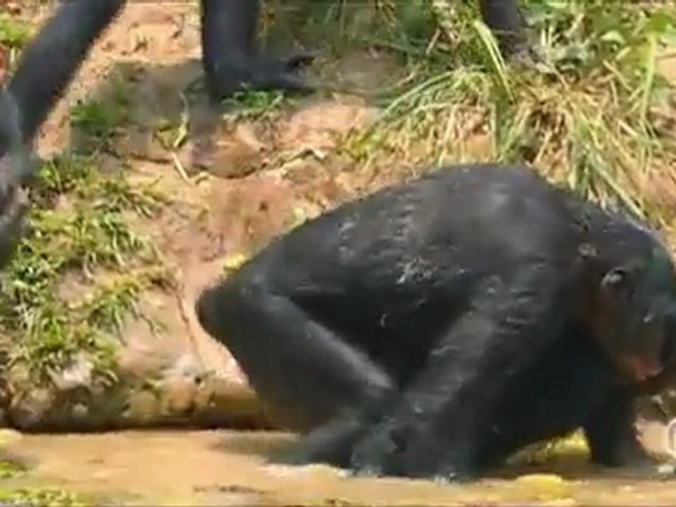 Welt der Wunder - Prostitution im Tierreich