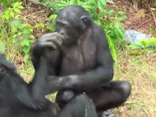 TRUE BONOBO LOVE