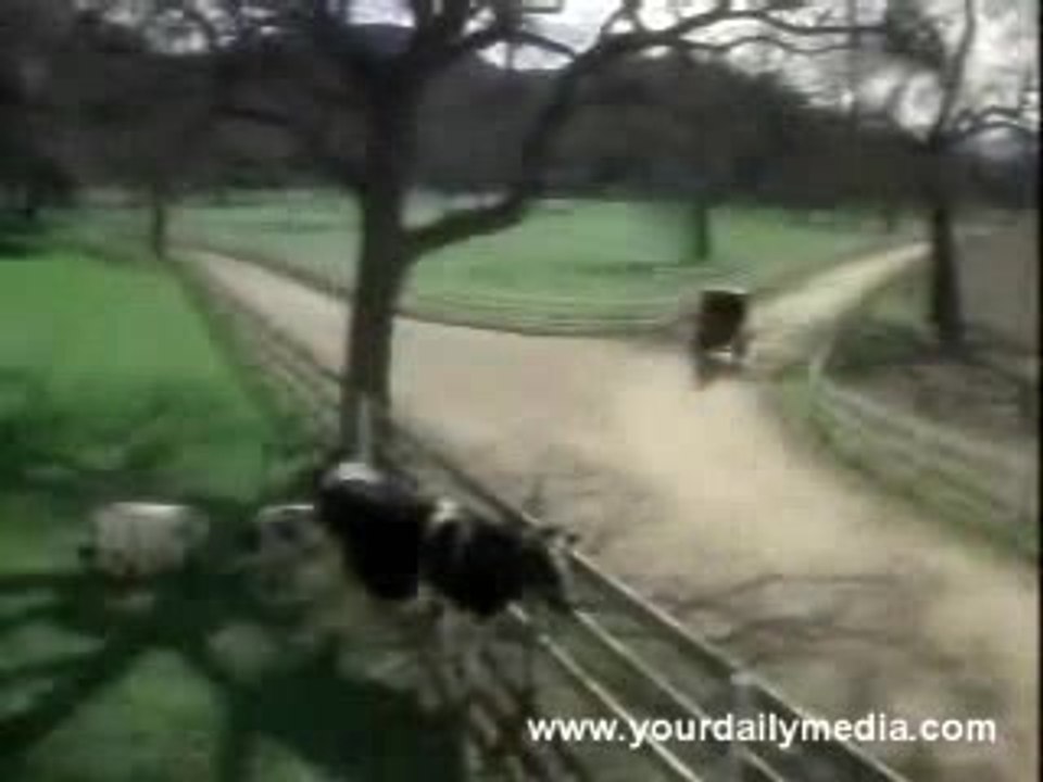 parodie de gangstas paradise