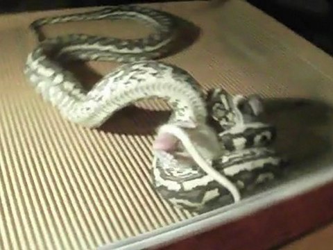 Coastal Carpet Python. Feeding Time !