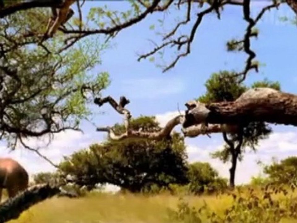 3,200 000 Millionen Jahre BC - Äthiopien - Die Opfer schlagen zurück - Australopithecus