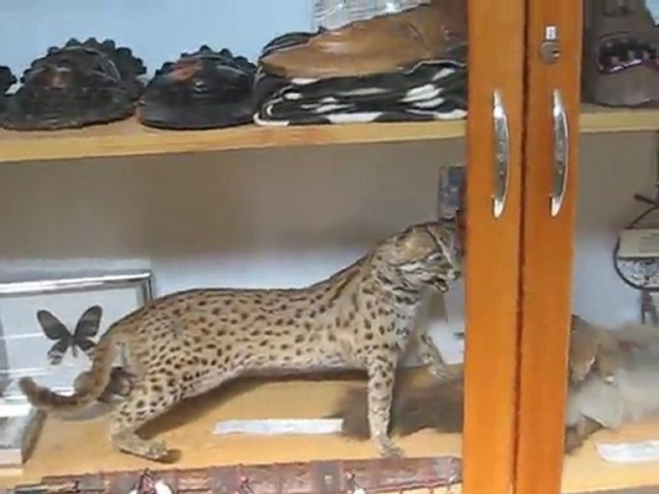 tahta kuşlar müzesi karetta karetta