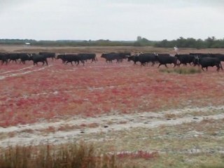 Les taureaux de Camargue