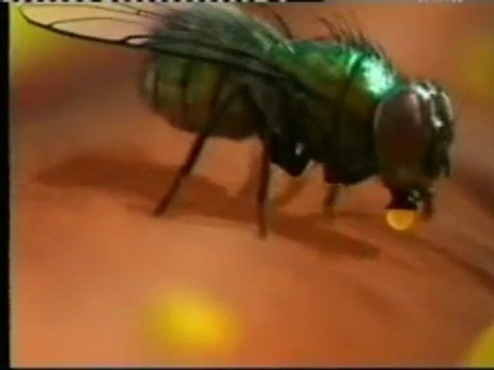 Moscas del parque: Escherichia Coli