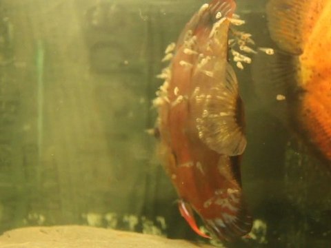 Discus red tefe X Pigeon blood