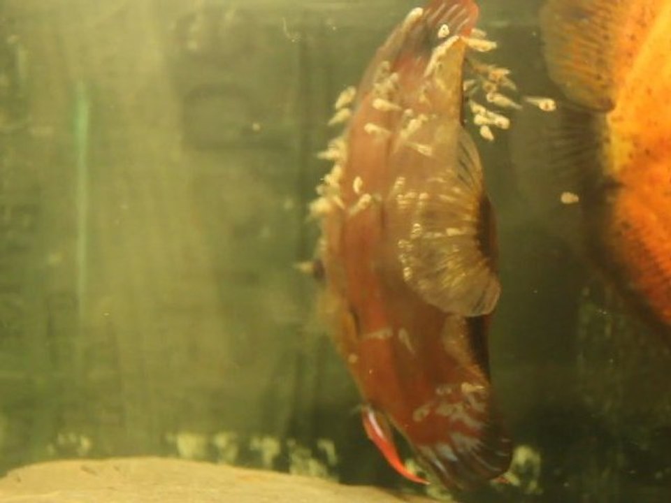 Discus red tefe X Pigeon blood