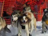 Iditarod 2012 - Forum Chiens de traineau