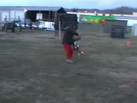 Geisha des Steppes Perdues à 7 mois, 2012-03-05 (CHEYENNE de SAINT QUINIS X UCELLO du DOLON / Portée des G 2011)