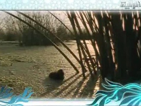 أذكار الصباح و المساء للشيخ/ مشاري العفاسي