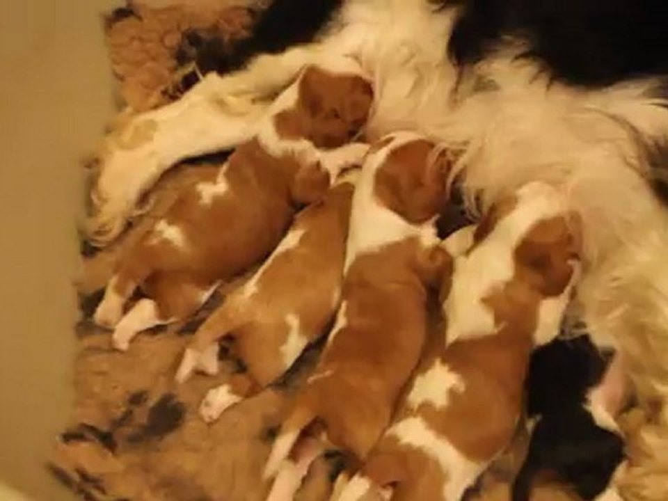 Bébés cavalier king Charles de frida oum papa de Gauchin Verloingt