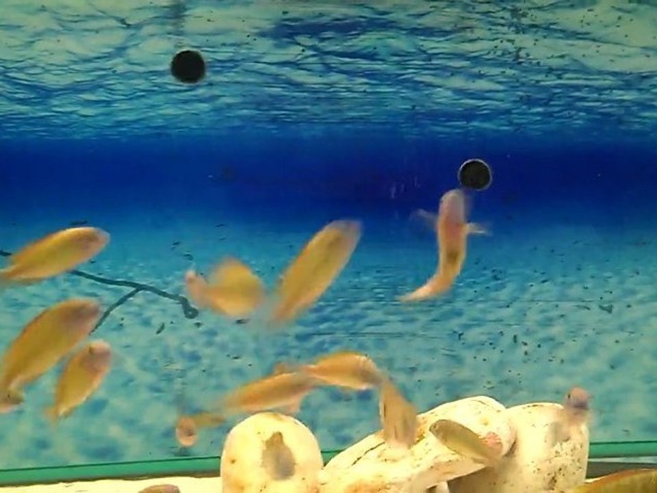 160*60*60tropheus  ilangi&kantalamba