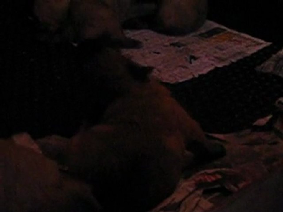 chiots de calypso et de athos le 06/03/12