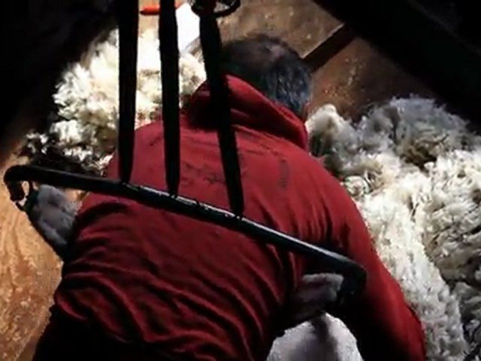 La tonte des chèvres angora